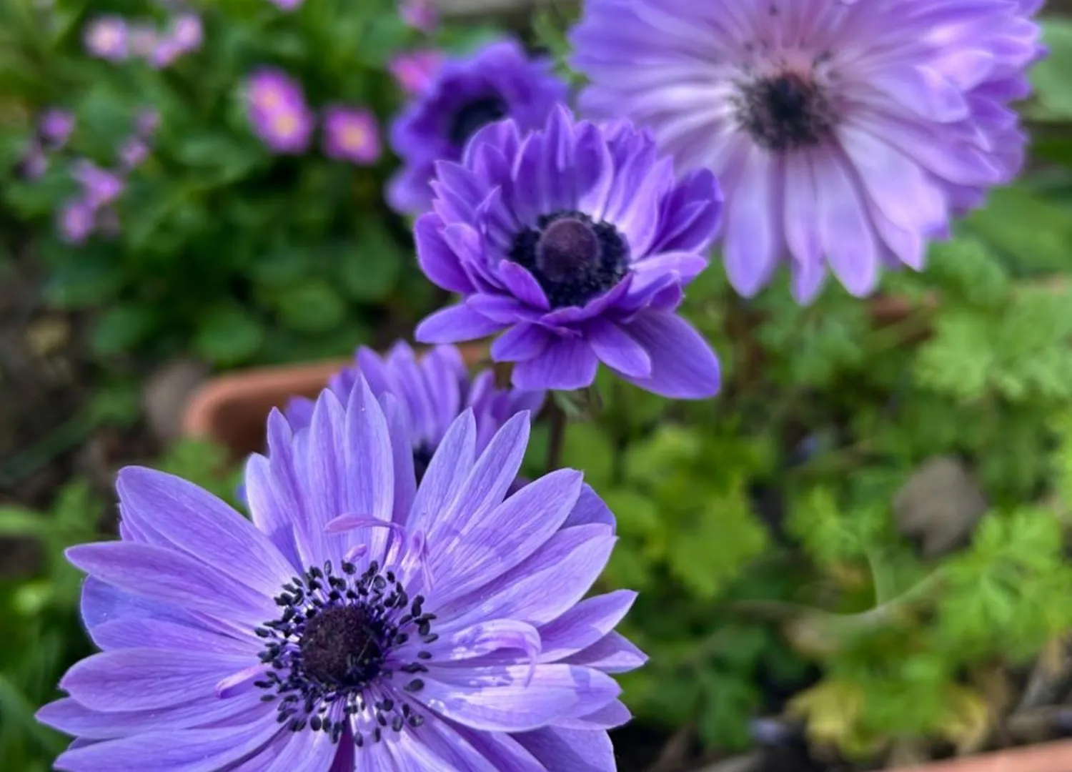 בית נופש הוילה קראליביצה Casa Flora קרואטיה
